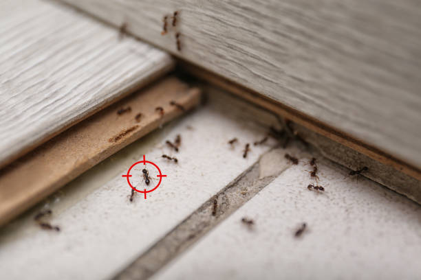 Best Pest Control Near Me in Hope, IN
