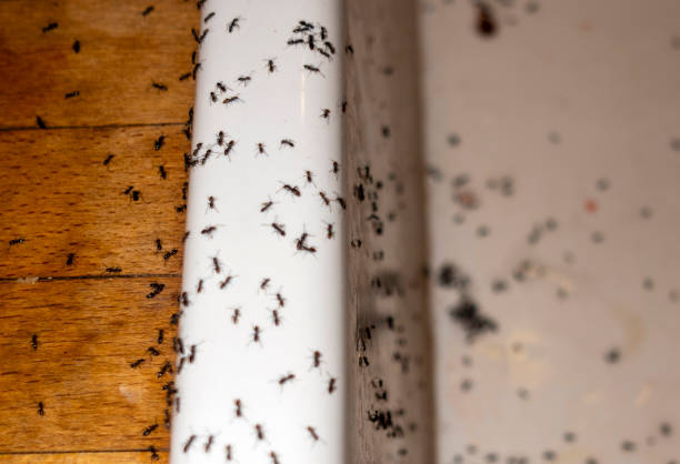 Best Affordable Pest Control Services  in Hope, IN